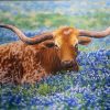 Texas Longhorn in Bluebonnets – handmade silk embroidery