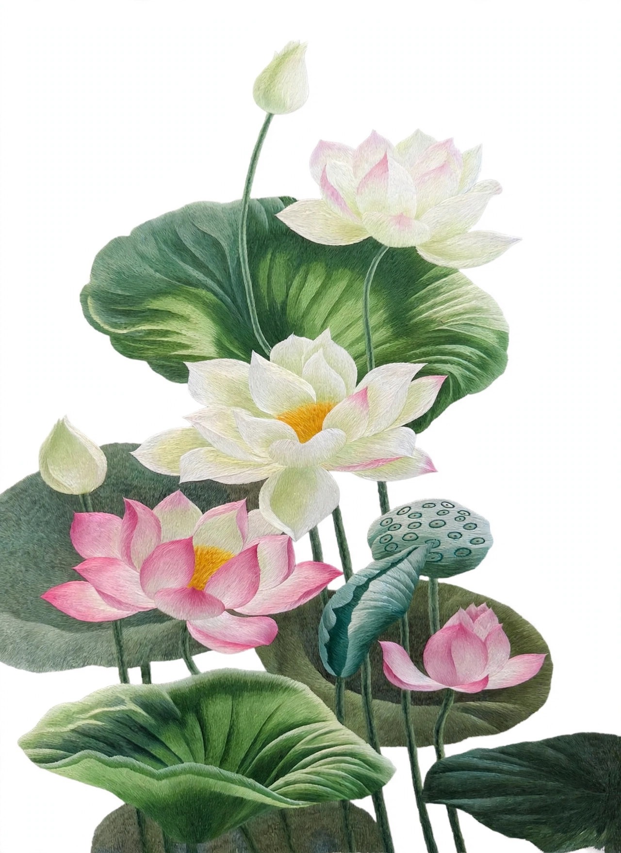 Lotus Flowers